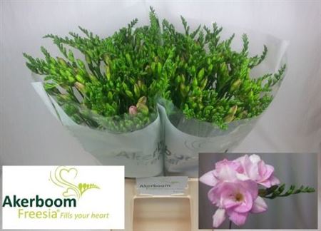 FeedSync:wholesale:e1100062837499bff47681710f0d47b8f72da38c