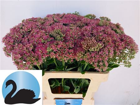 FeedSync:wholesale:f858d599b0d886870786299728437730ac628eb0