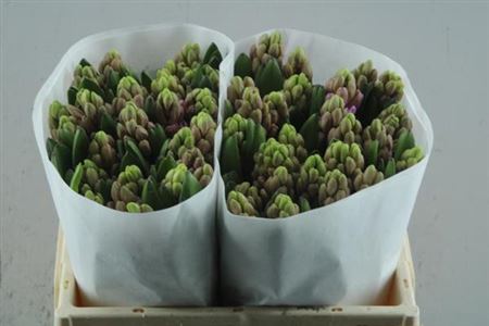 Hyacinth Cerise Wholesalers Choice