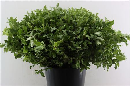 FeedSync:wholesale:04a3d316b09ed2e50acd18a29cdb17acfcafe54f