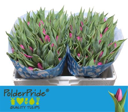 Tulip En Purple Prince