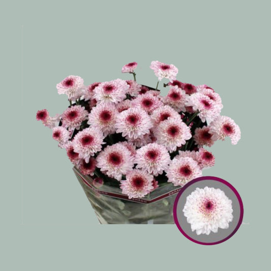 Chrysanthemum Abbey (20 Stems)