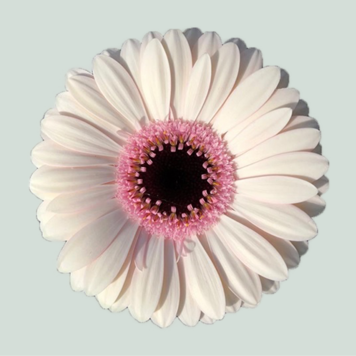 Germini Abby Lou (20 Stems)