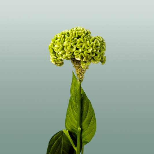 Celosia Act Verda (20 Stems)