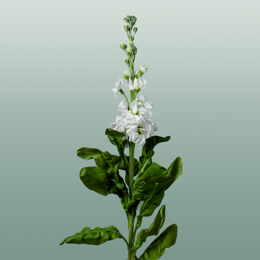 Matthiola Aida White (10 Stems)