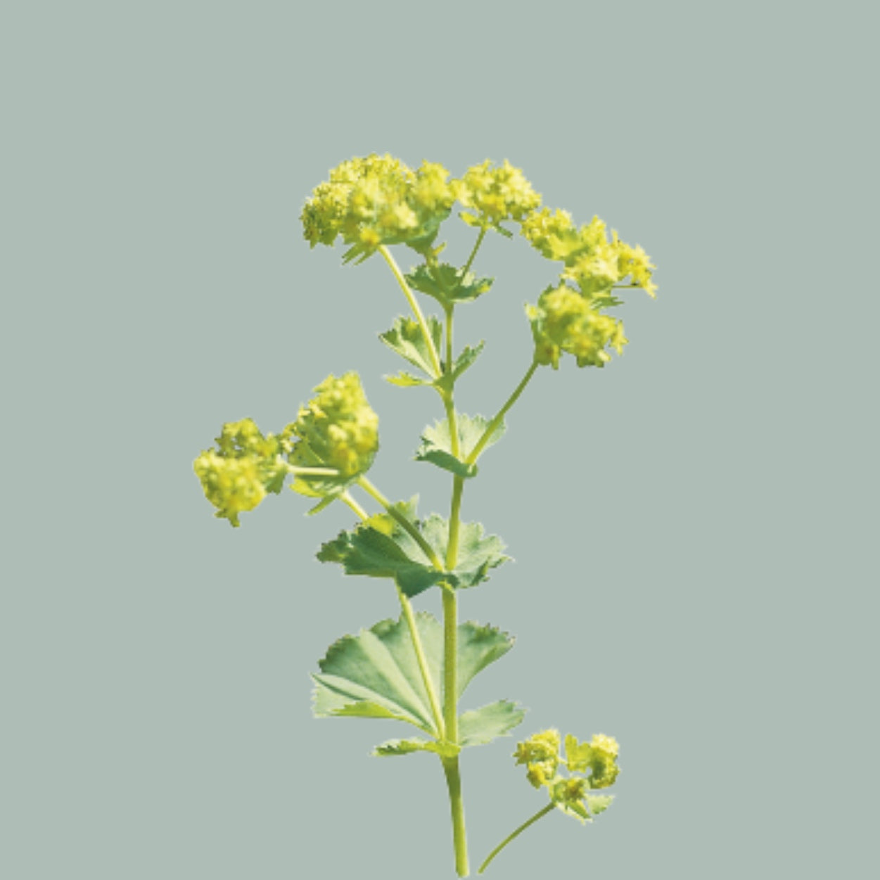 Alchemilla Mollis (50 Stems)