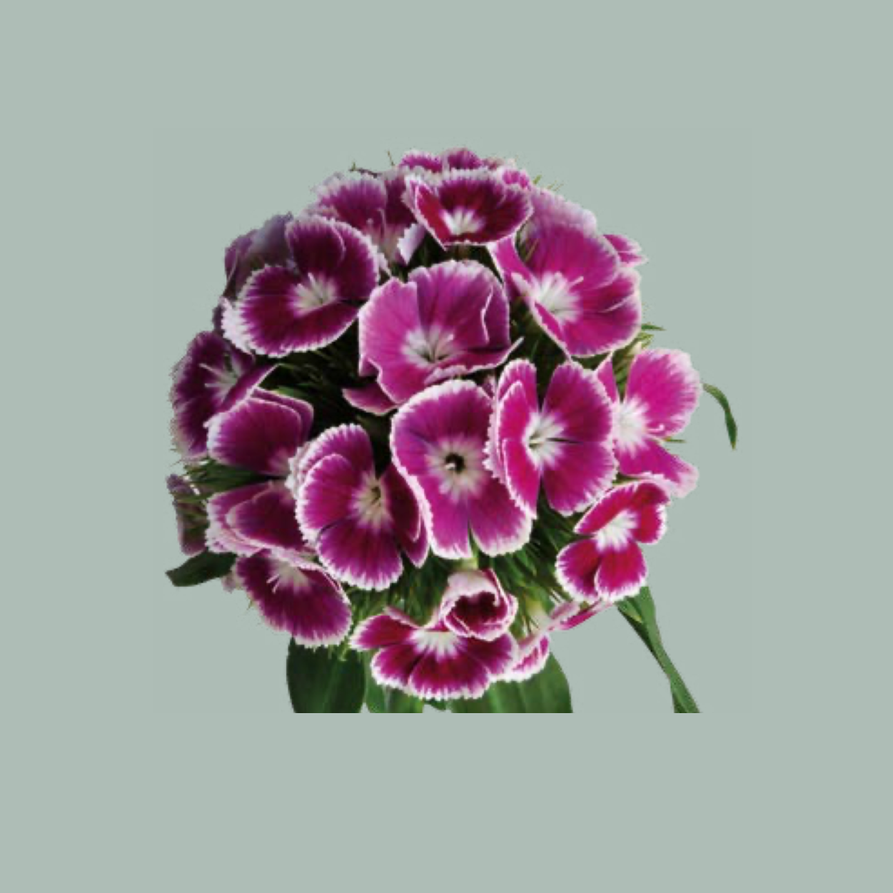 Sweet William Aldo Procida (50 Stems)