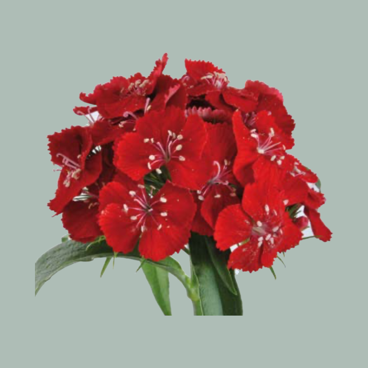 Sweet William Aldo Red (50 Stems)