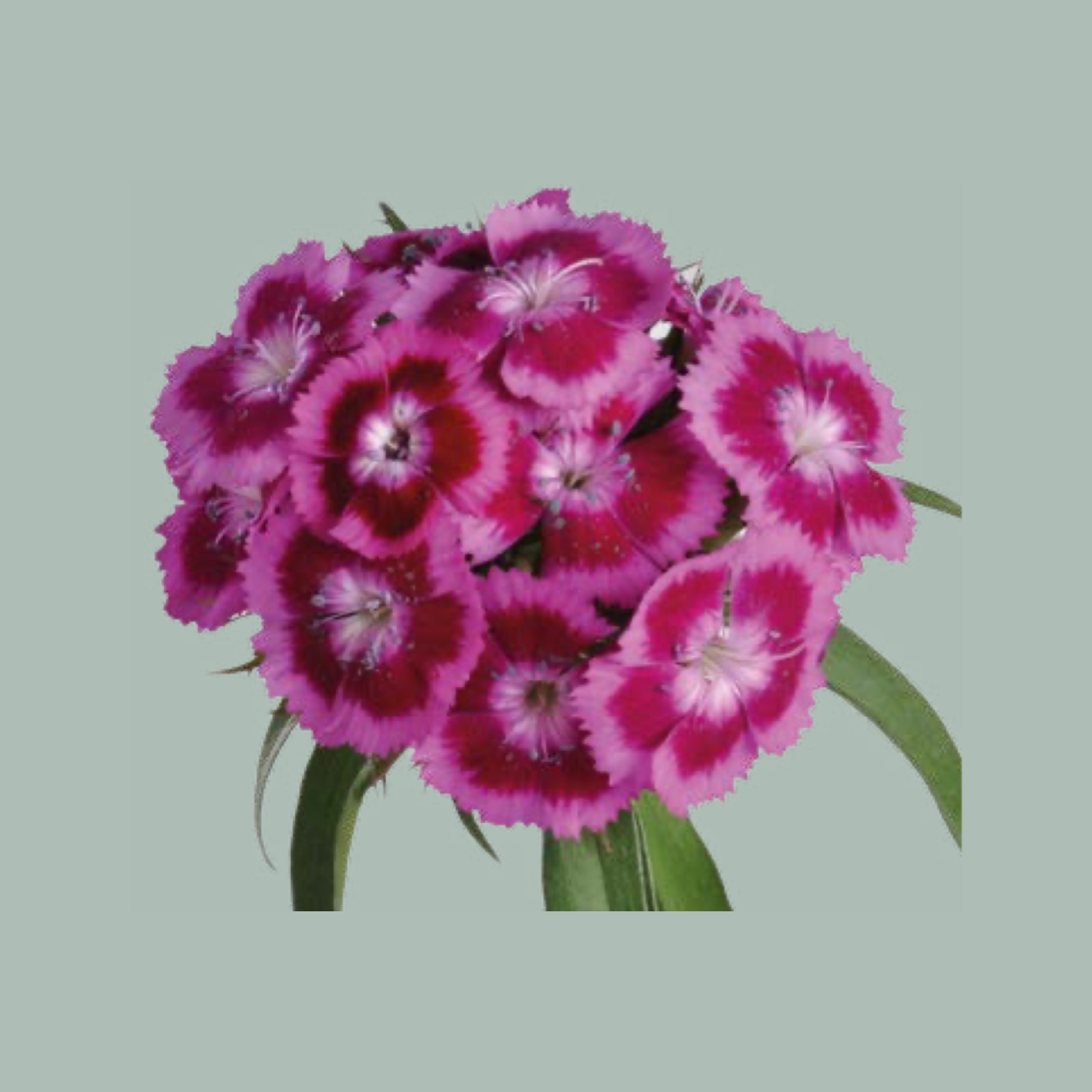Sweet William Aldo Viola Fantasia (50 Stems)