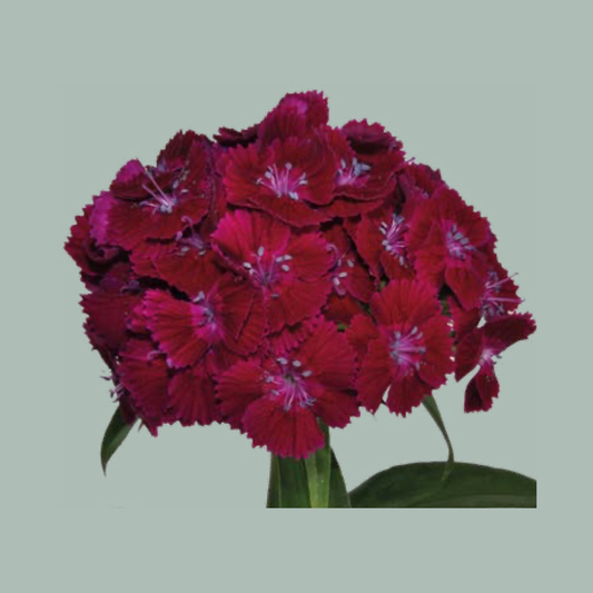 Sweet William Aldo Violet (50 Stems)