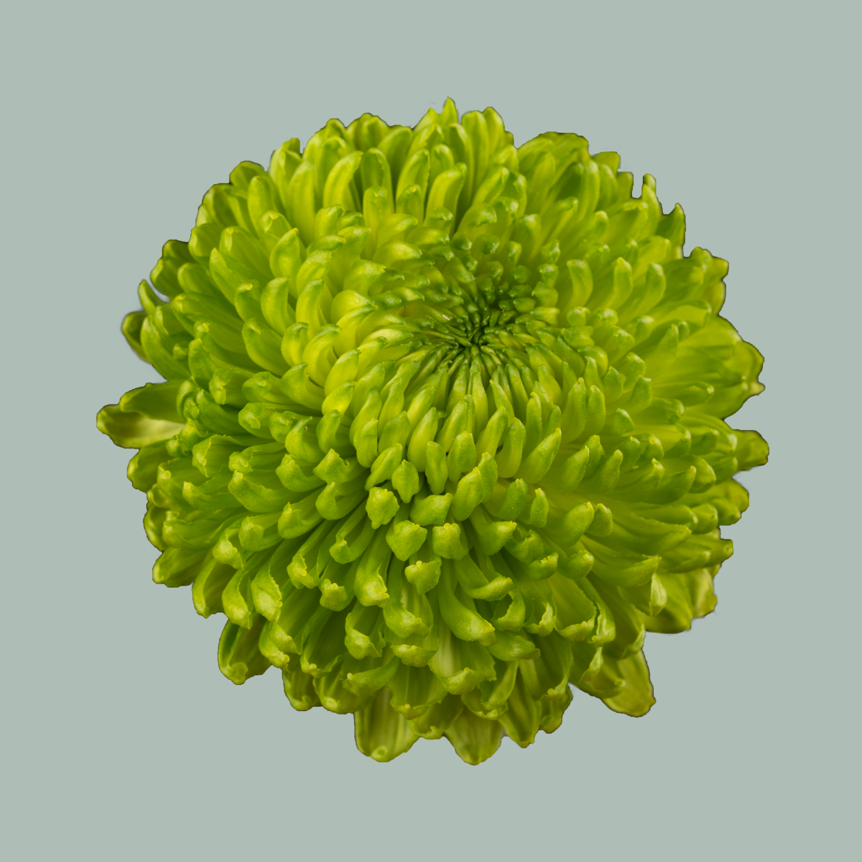 Chrysanthemum G Alemani (10 Stems)