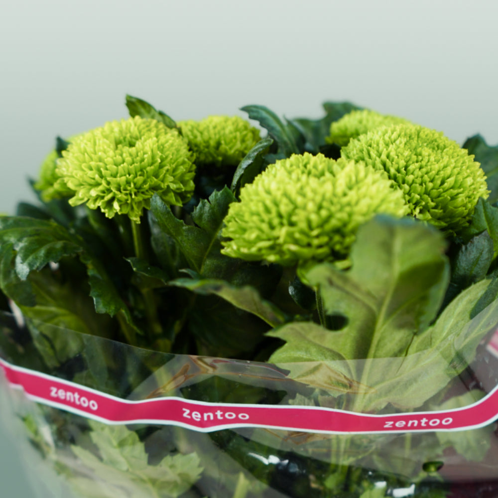Chrysanthemum G Alemani (10 Stems)