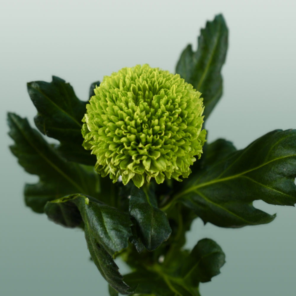 Chrysanthemum G Alemani (10 Stems)