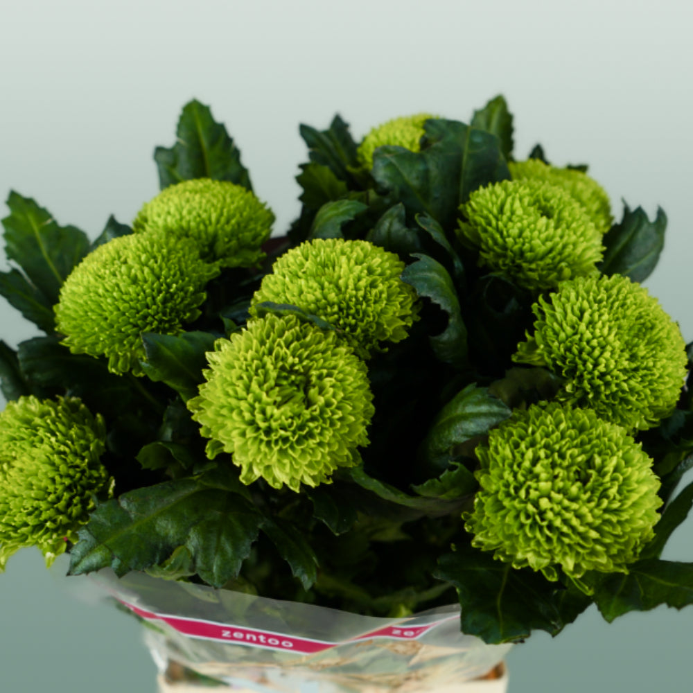 Chrysanthemum G Alemani (10 Stems)