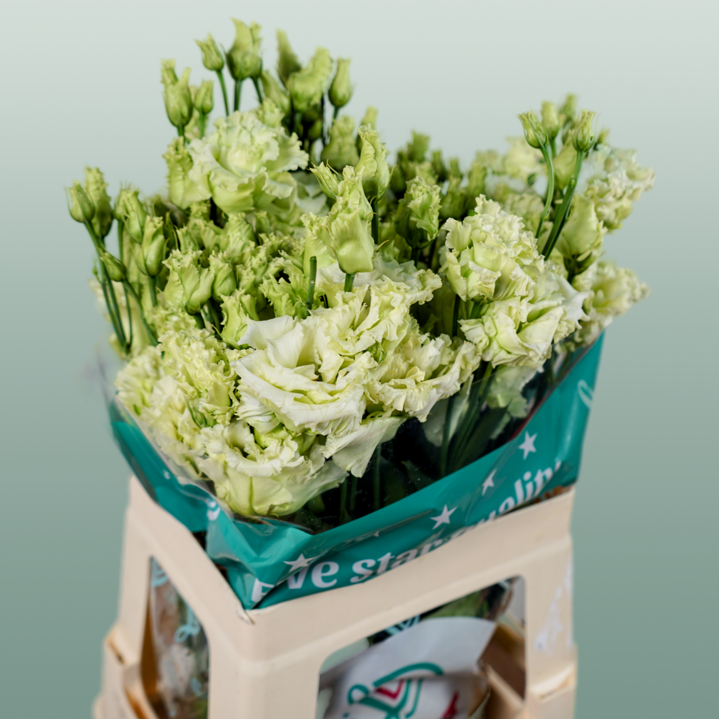 Eustoma Alissa Green (10 Stems)