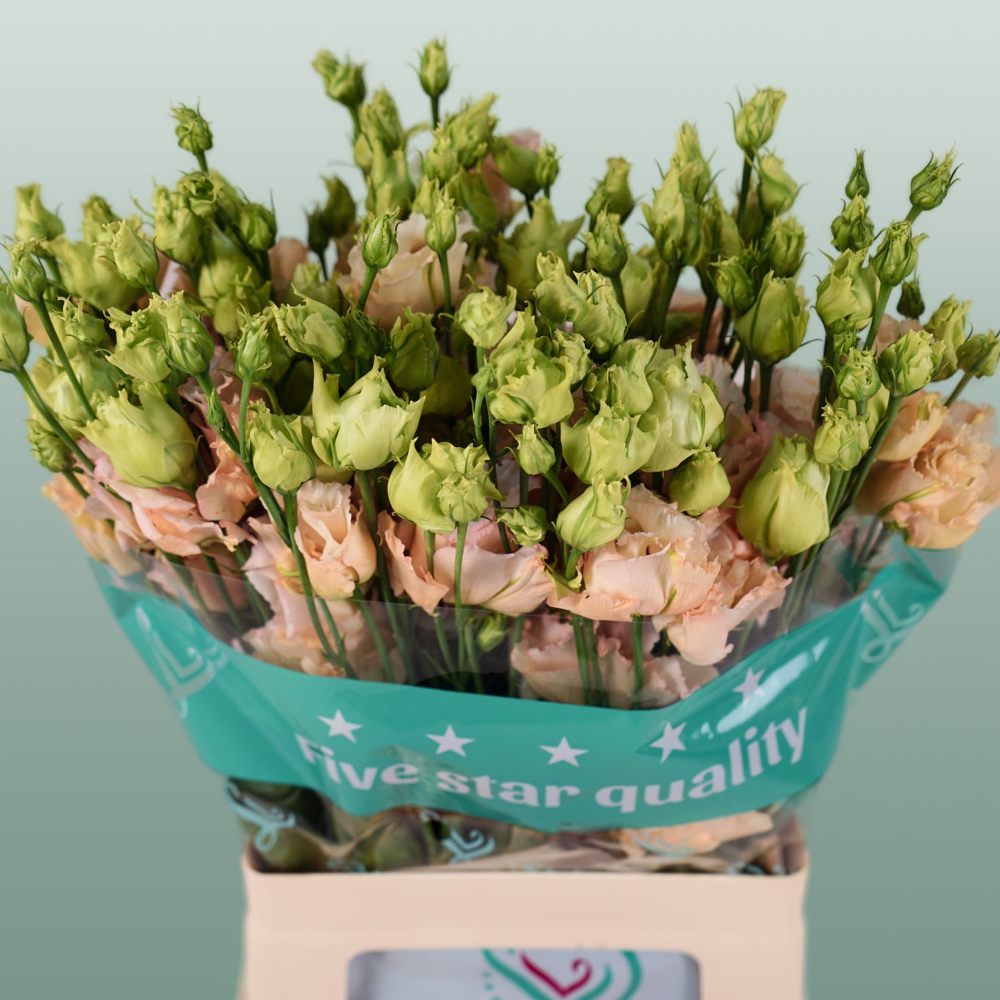 Eustoma Alissa Light Apricot (10 Stems)