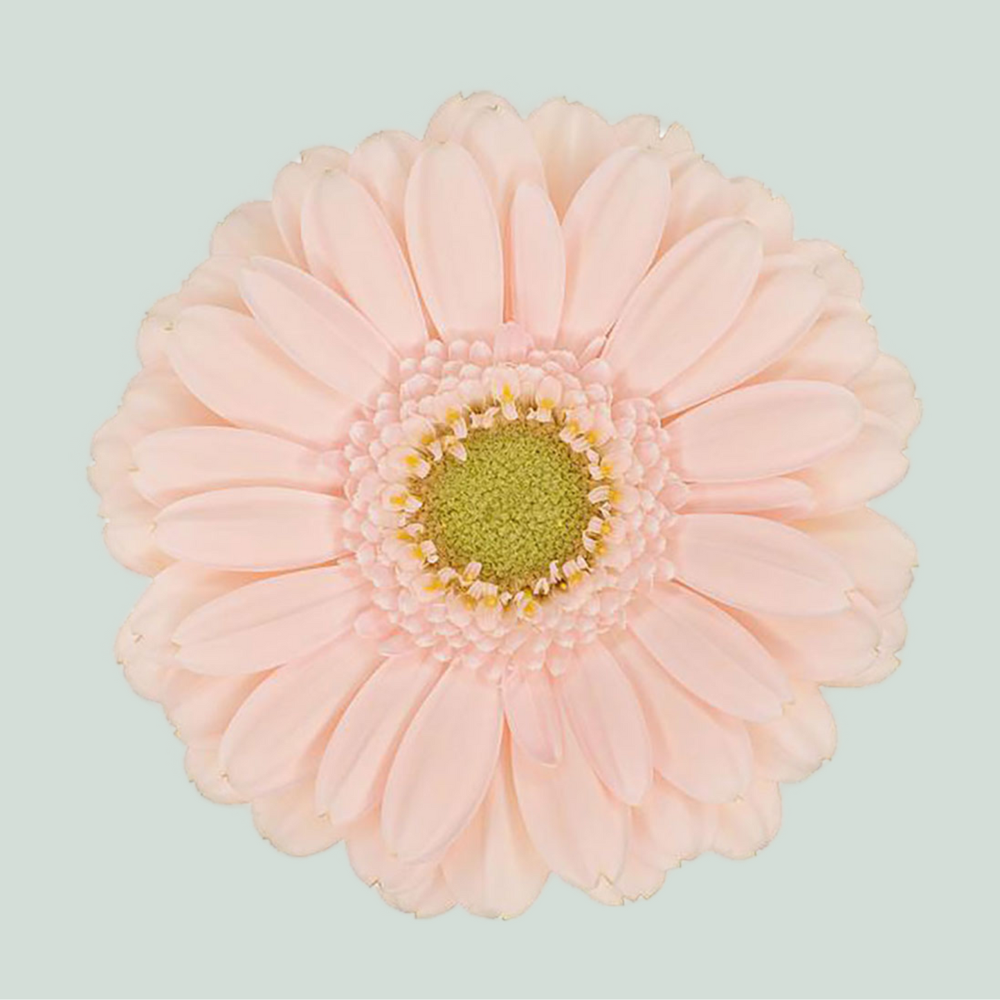 Germini Alix Noor (20 Stems)