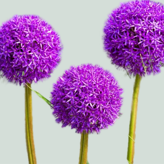 Allium Purple Sensations (10 Stems)