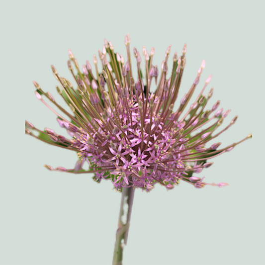 Allium Schubertii (10 Stems)