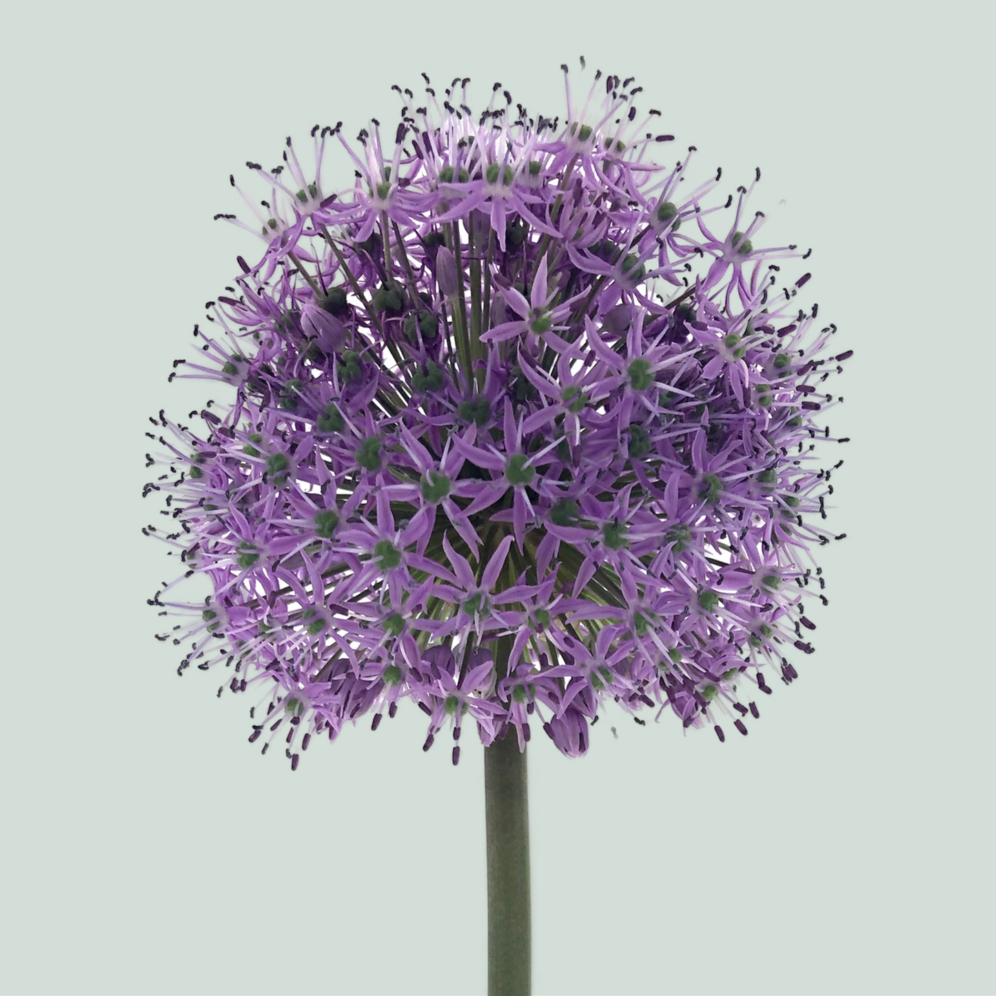 Allium Stratos (10 Stems)