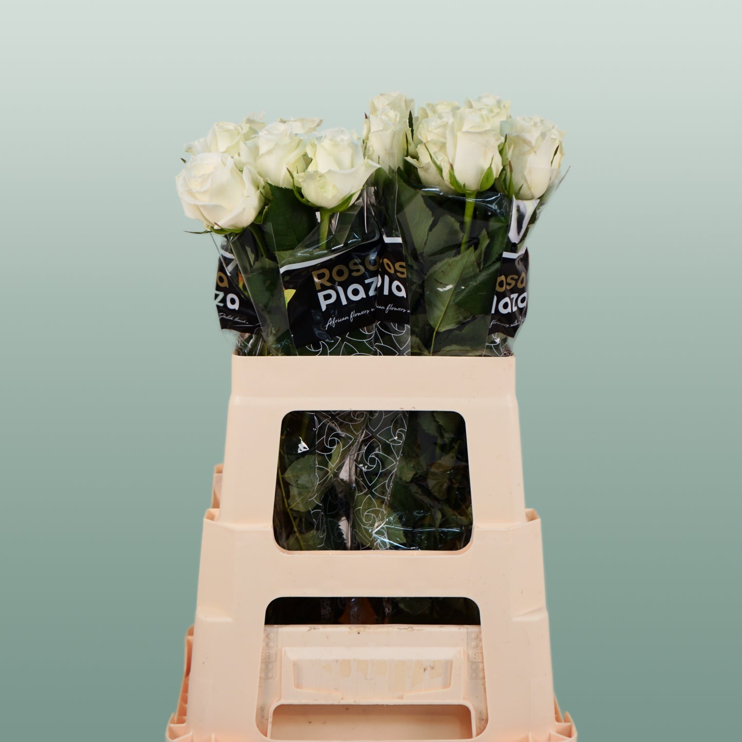 Rose Alpe D'Huez (20 Stems)