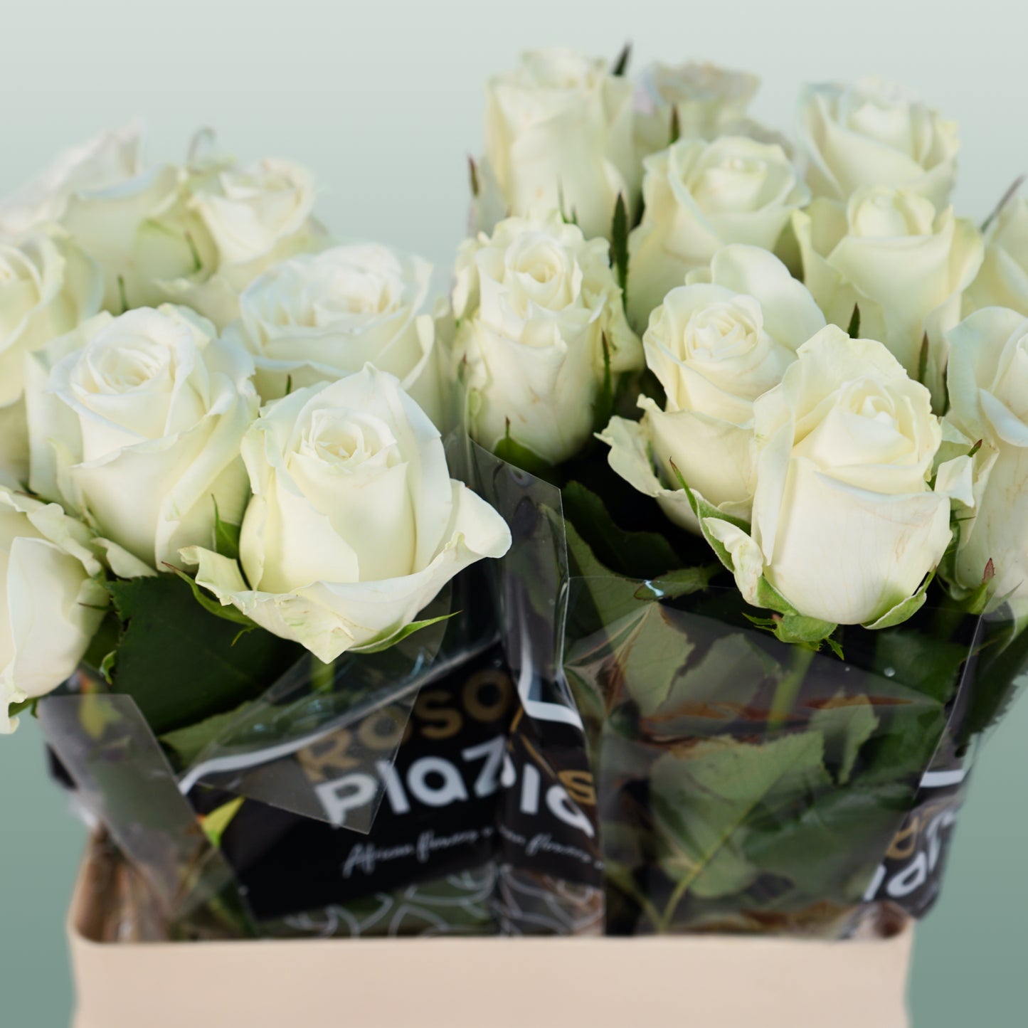 Rose Alpe D'Huez (20 Stems)
