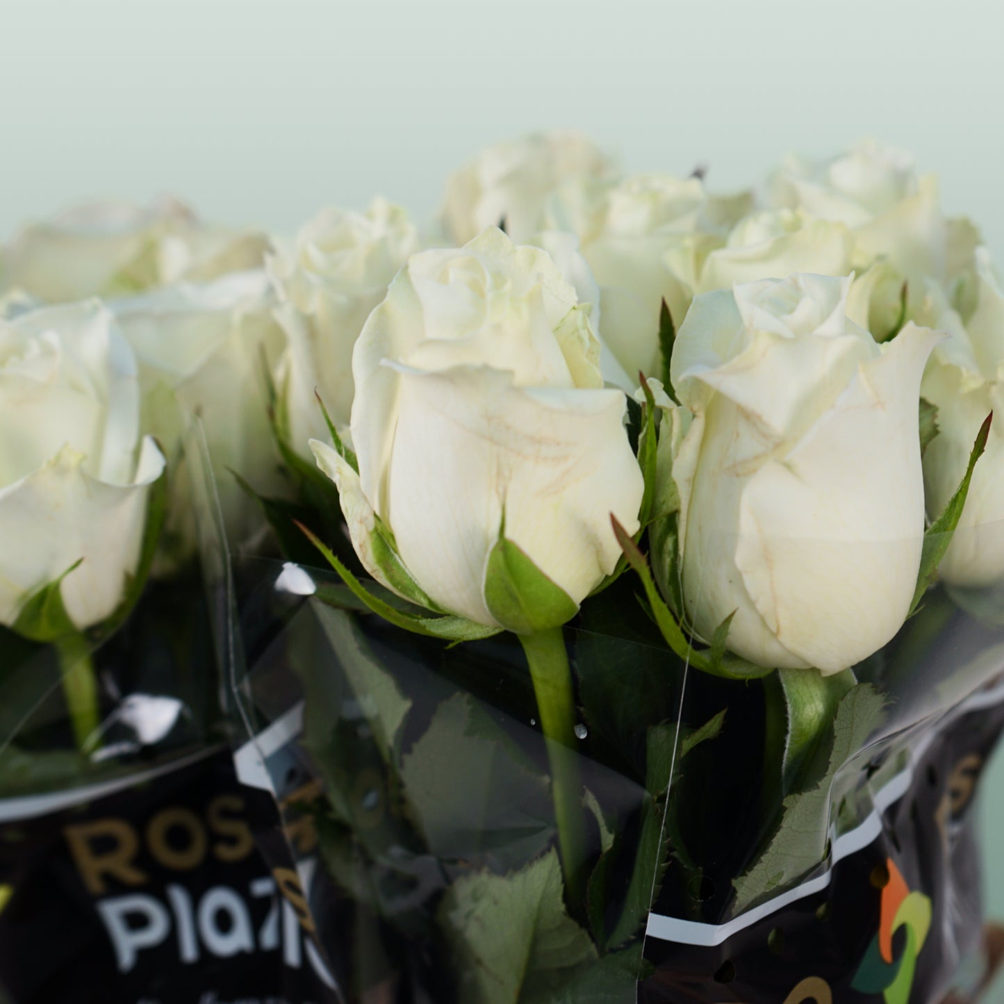 Rose Alpe D'Huez (20 Stems)