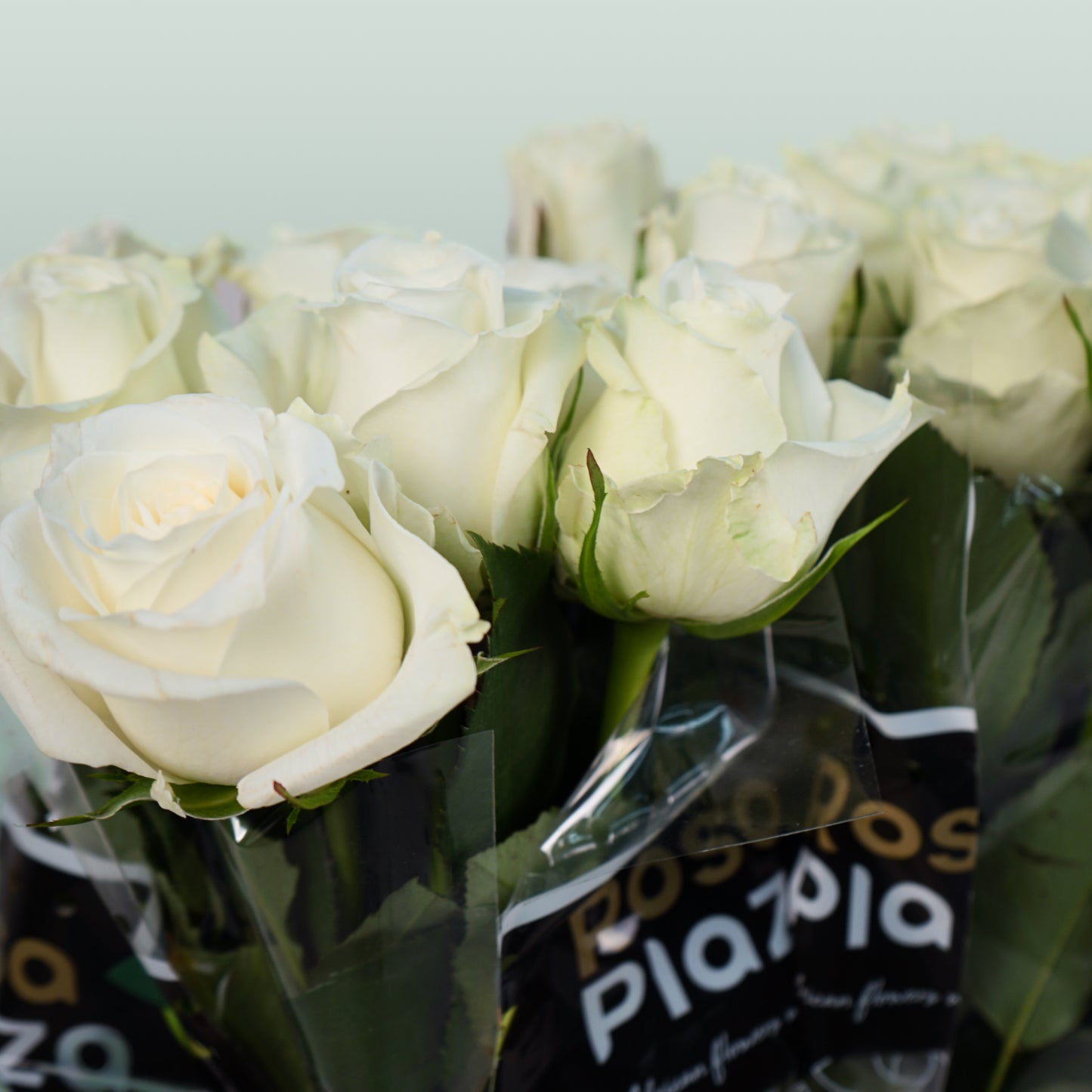 Rose Alpe D'Huez (20 Stems)