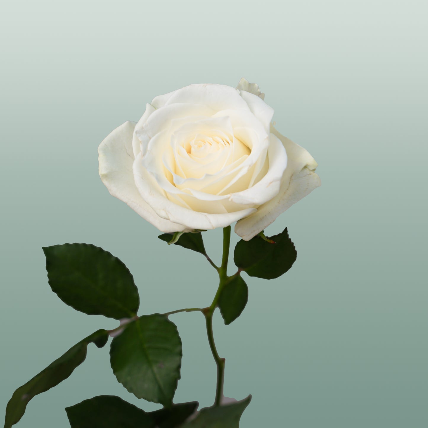 Rose Alpe D'Huez (20 Stems)