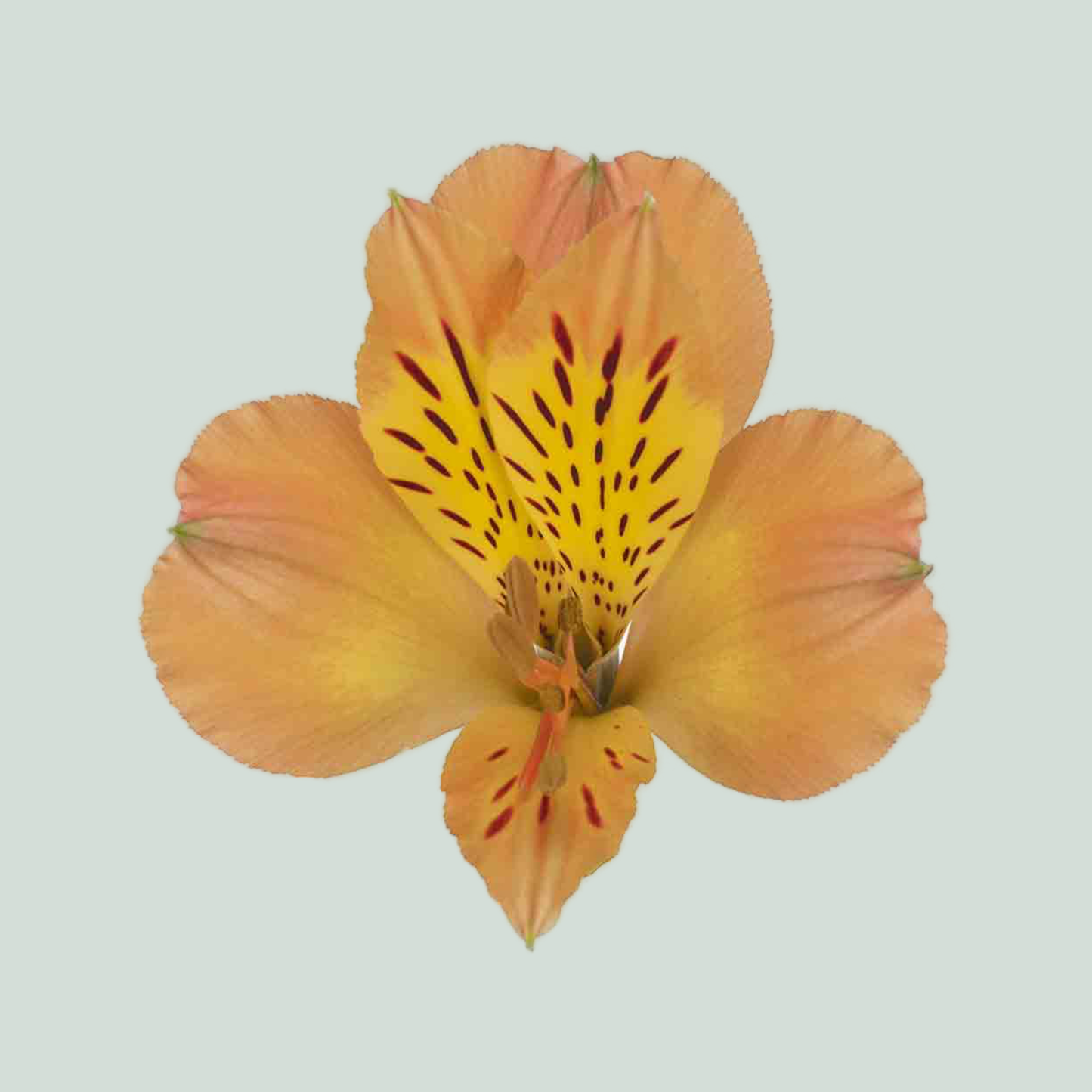 Alstroemeria Aurora (10 Stems)