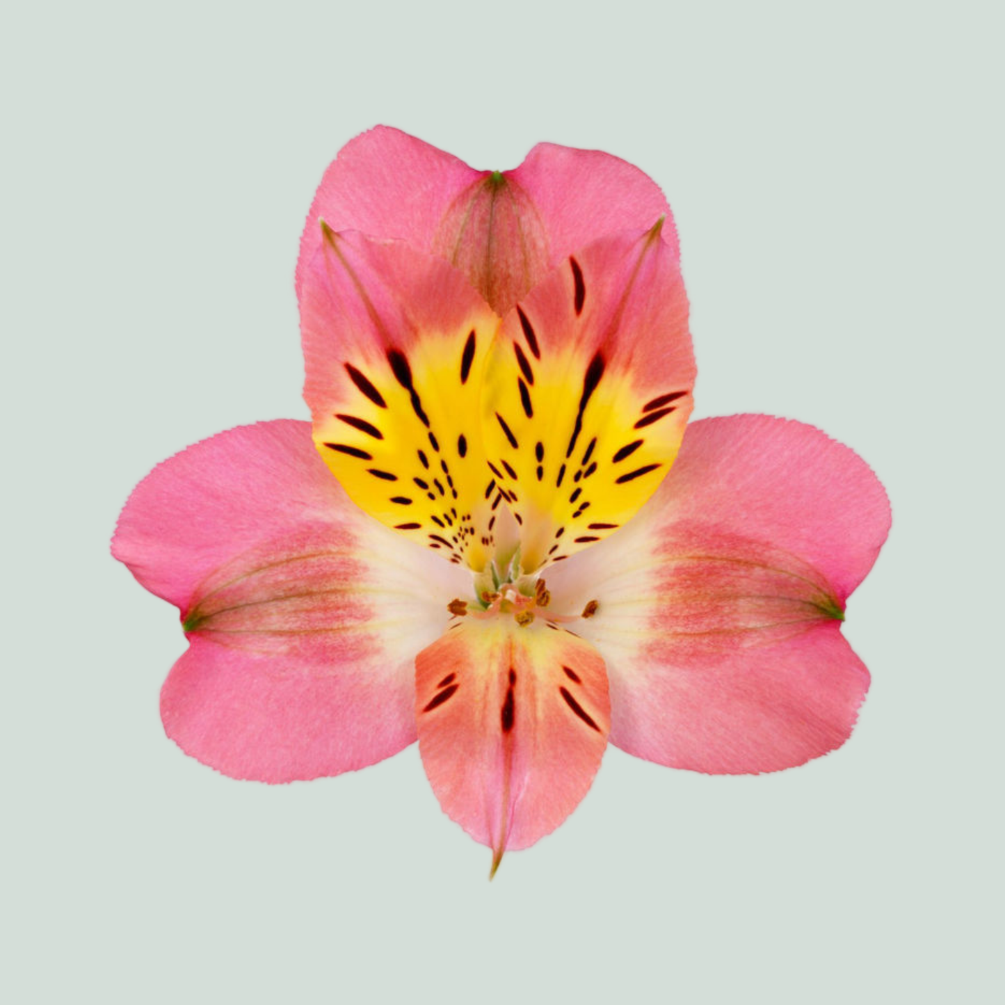 Alstroemeria Beluga (10 Stems)