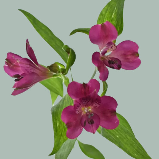 Alstroemeria Casanova (10 Stems)