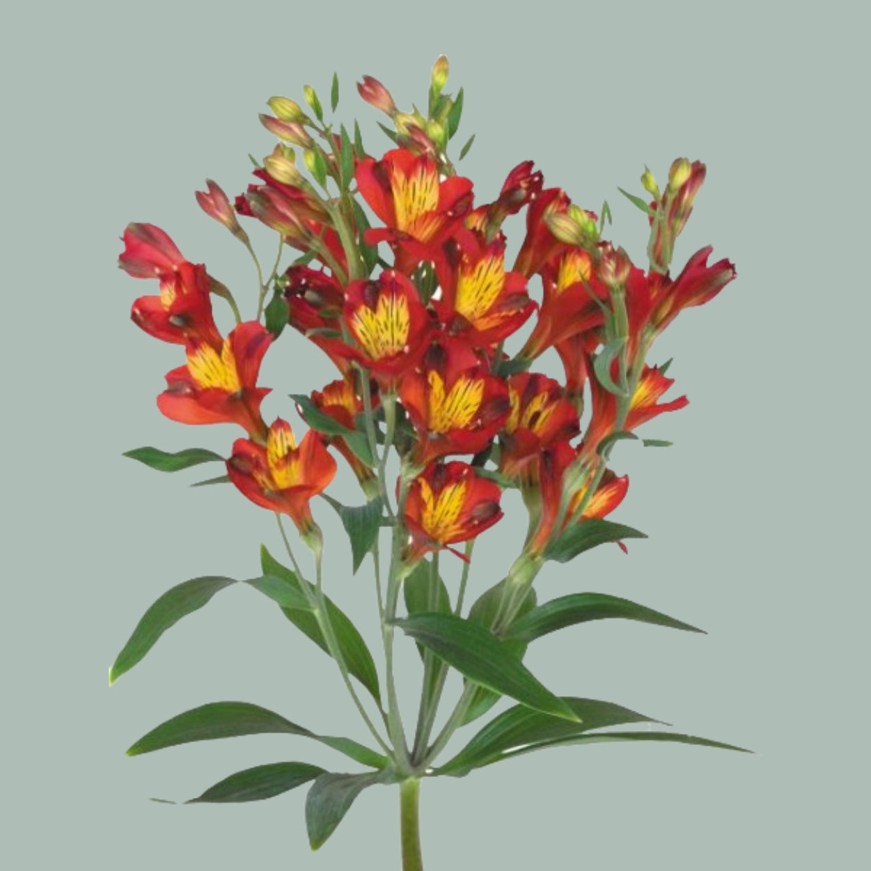 Alstroemeria Dynamite (10 Stems)