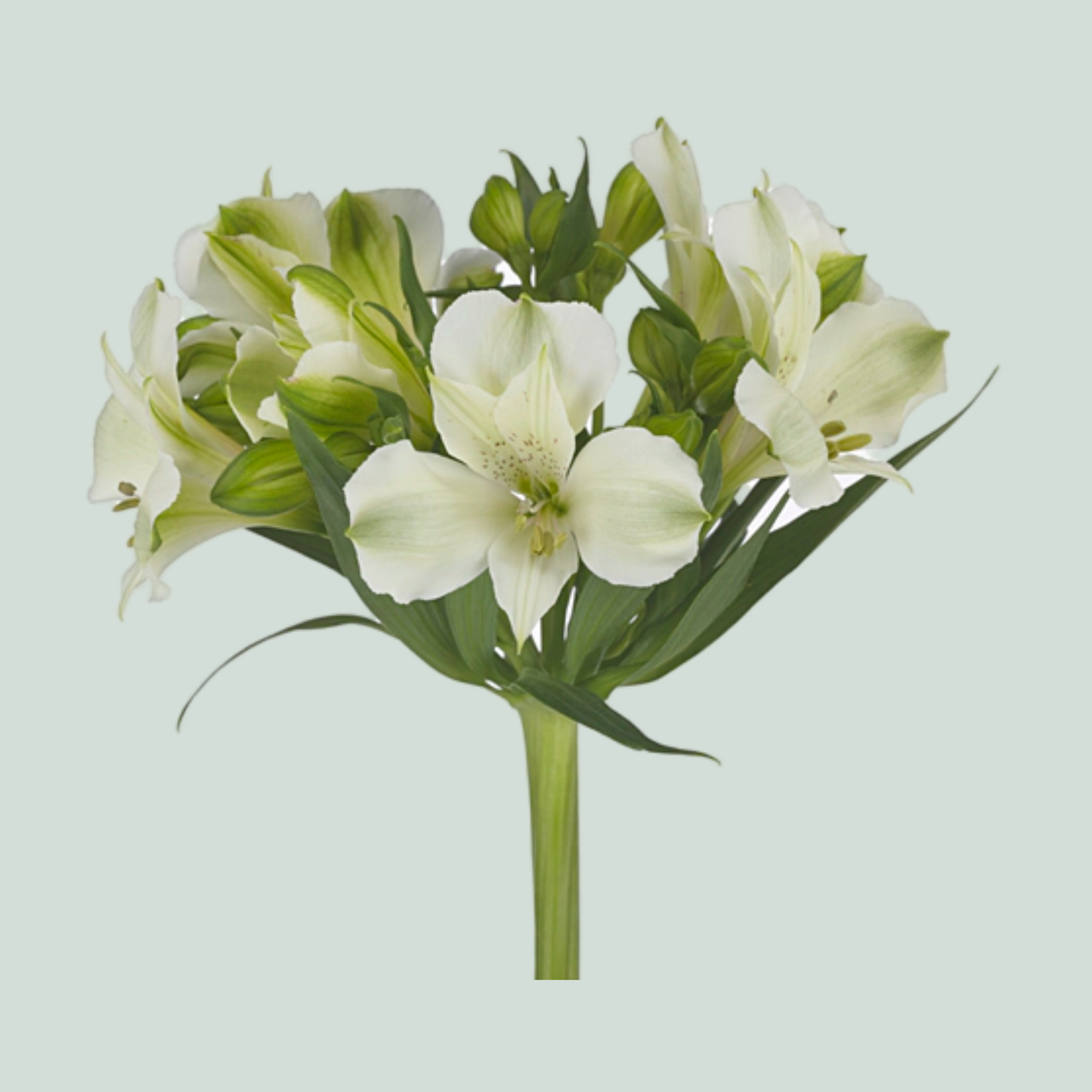 Alstroemeria Florinca Jade (10 Stems)