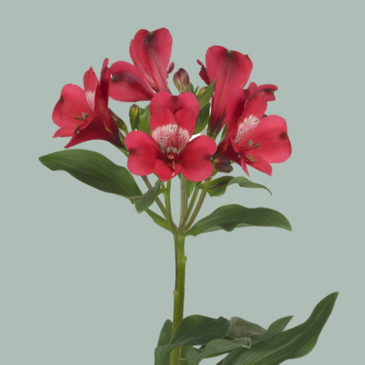 Alstroemeria Forza (10 Stems)