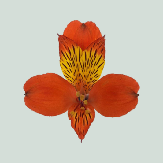 Alstroemeria Hiphop (10 Stems)