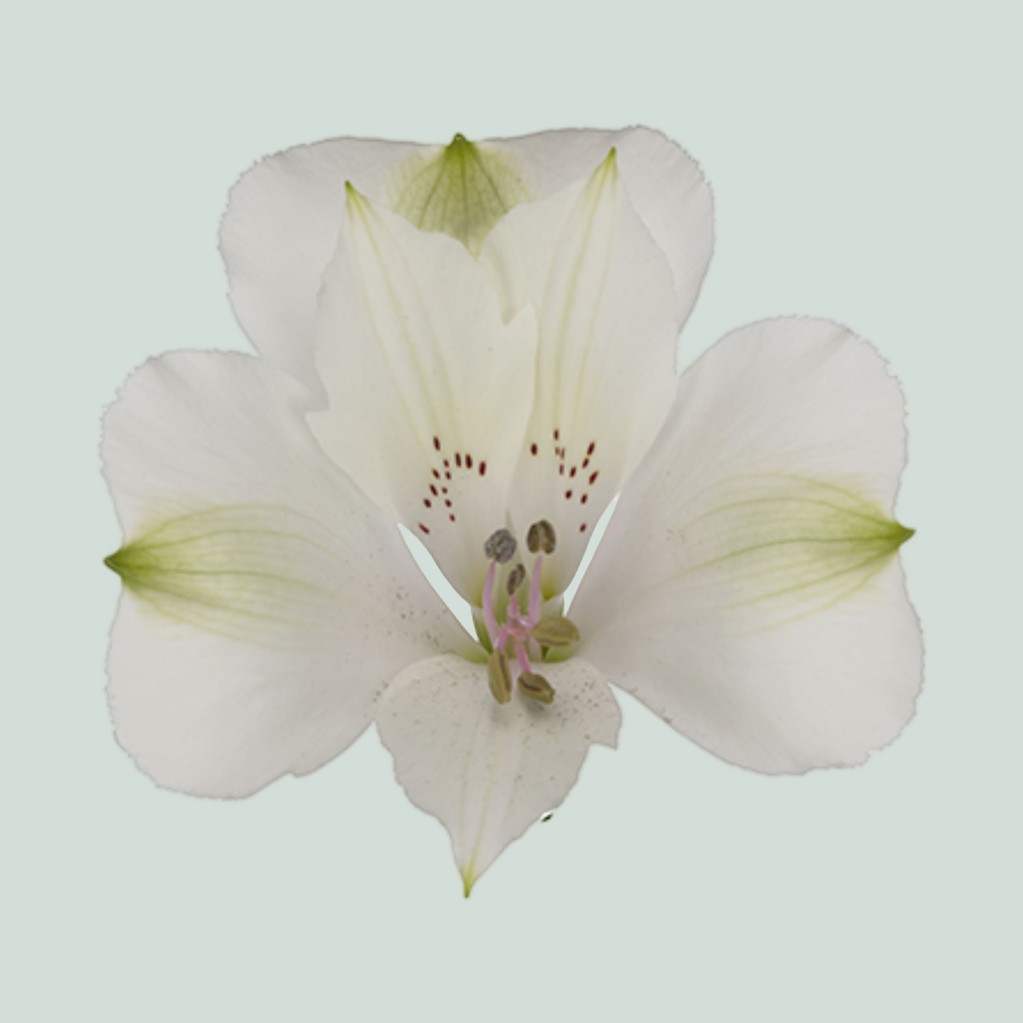Alstroemeria Kensi (10 Stems)