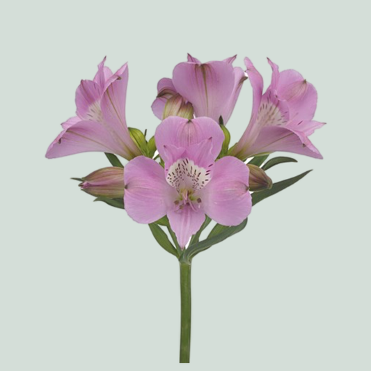 Alstroemeria Layla (10 Stems)