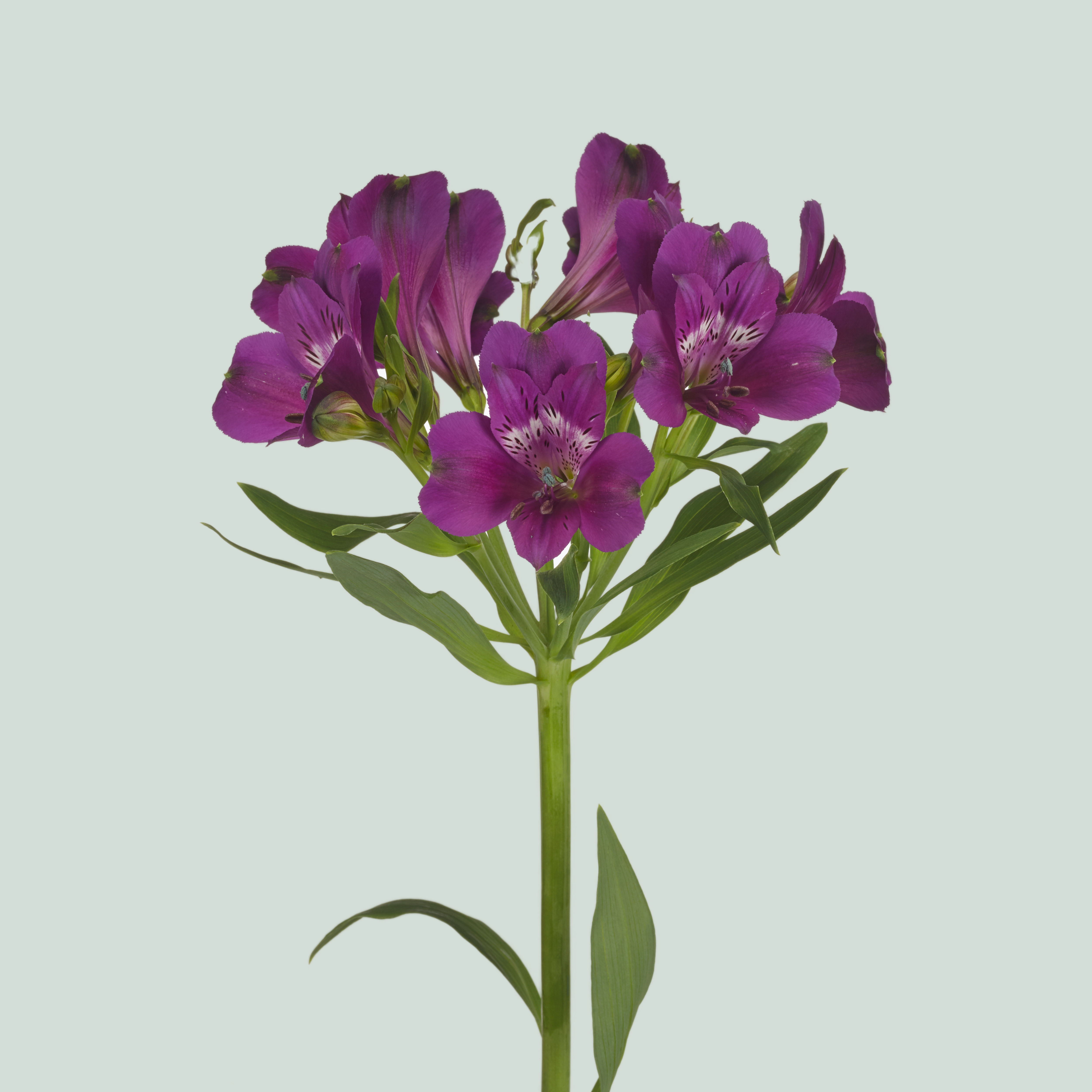 Alstroemeria Maracana (10 Stems) – All Occasions Wholesale