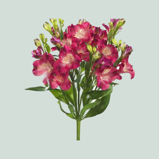 Alstroemeria Noa (10 Stems)