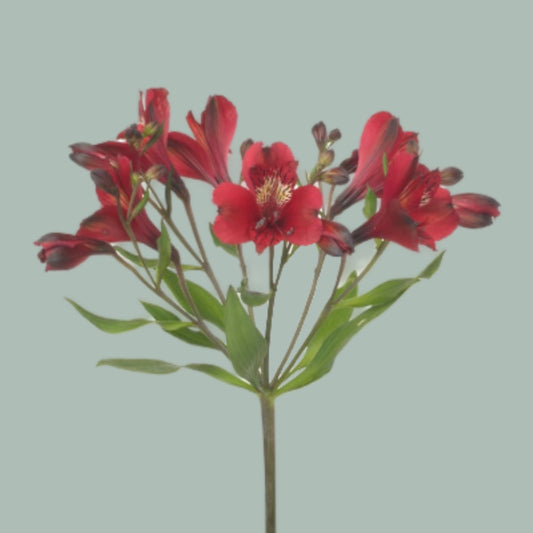 Alstroemeria Noize (10 Stems)