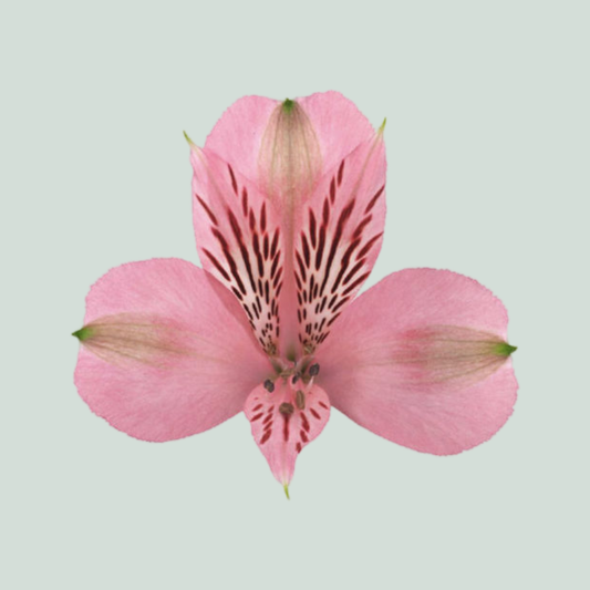 Alstroemeria Pink Floyd (10 Stems)