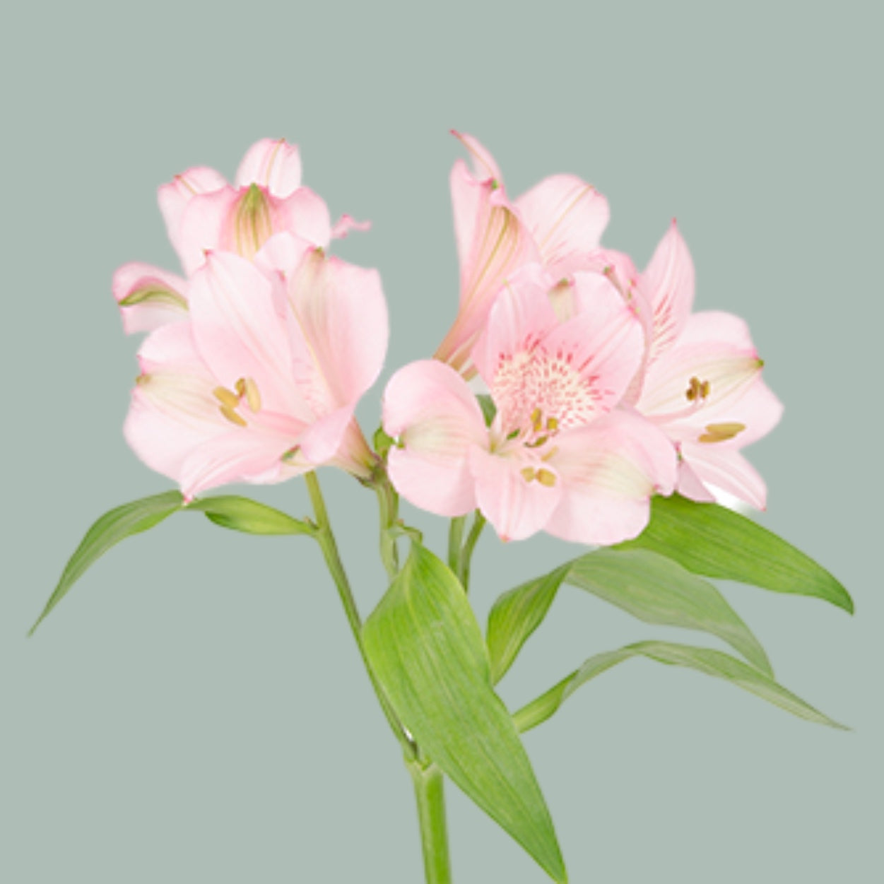 Alstroemeria Primadonna (10 Stems)