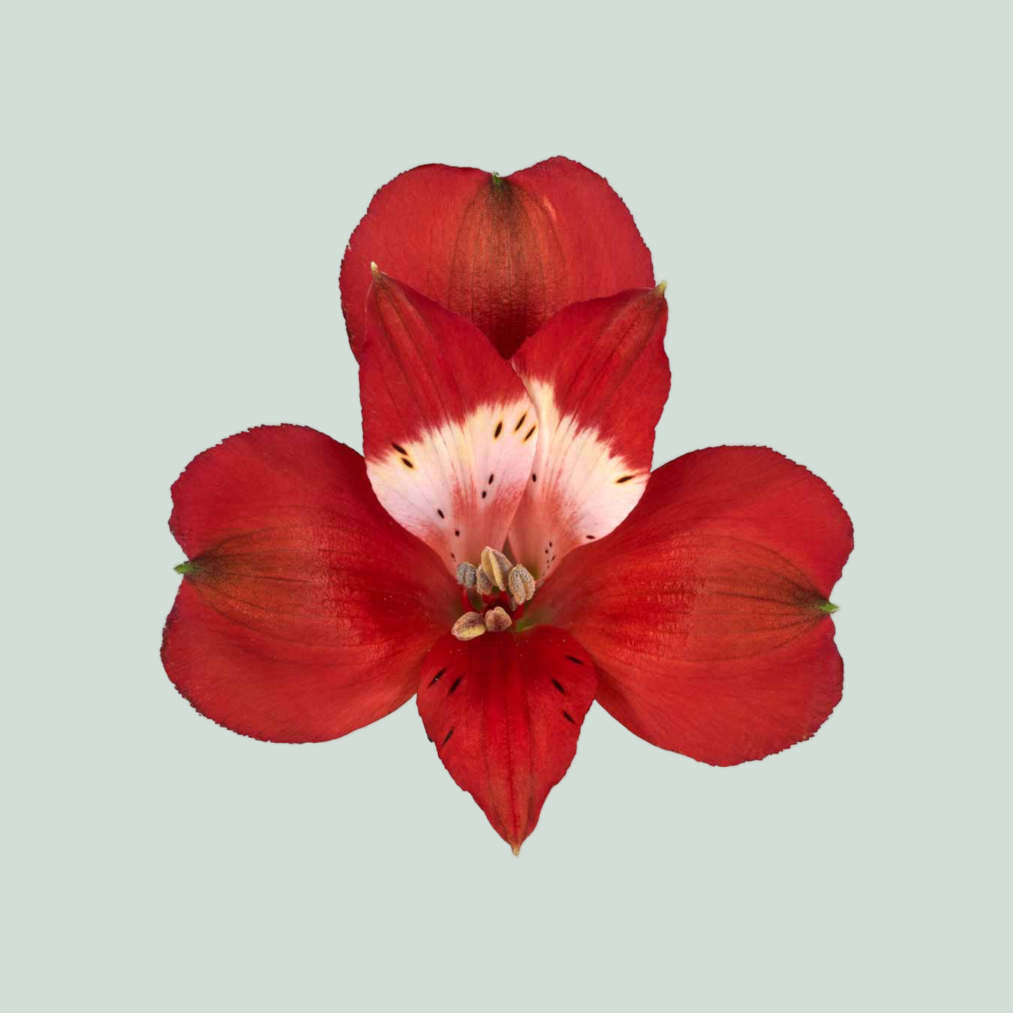 Alstroemeria Rockstar (10 Stems)