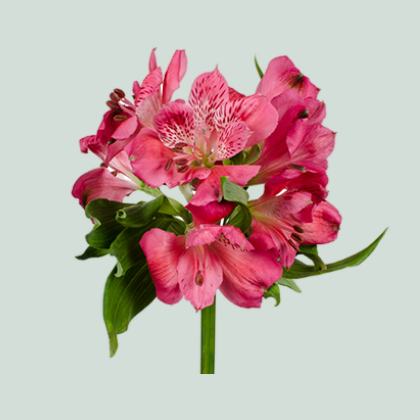 Alstroemeria Rome (10 Stems)