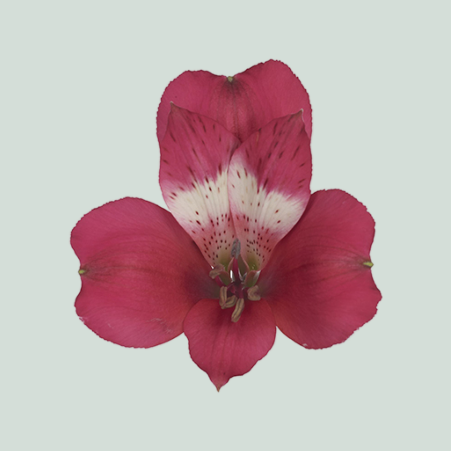 Alstroemeria Tara (10 Stems)