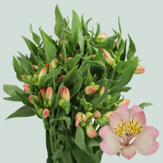 Alstroemeria True Dream (10 Stems)