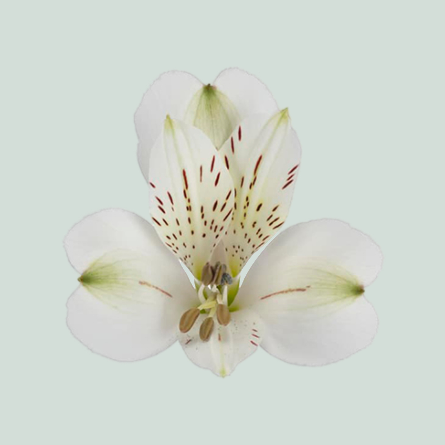 Alstroemeria White Swan (10 Stems)