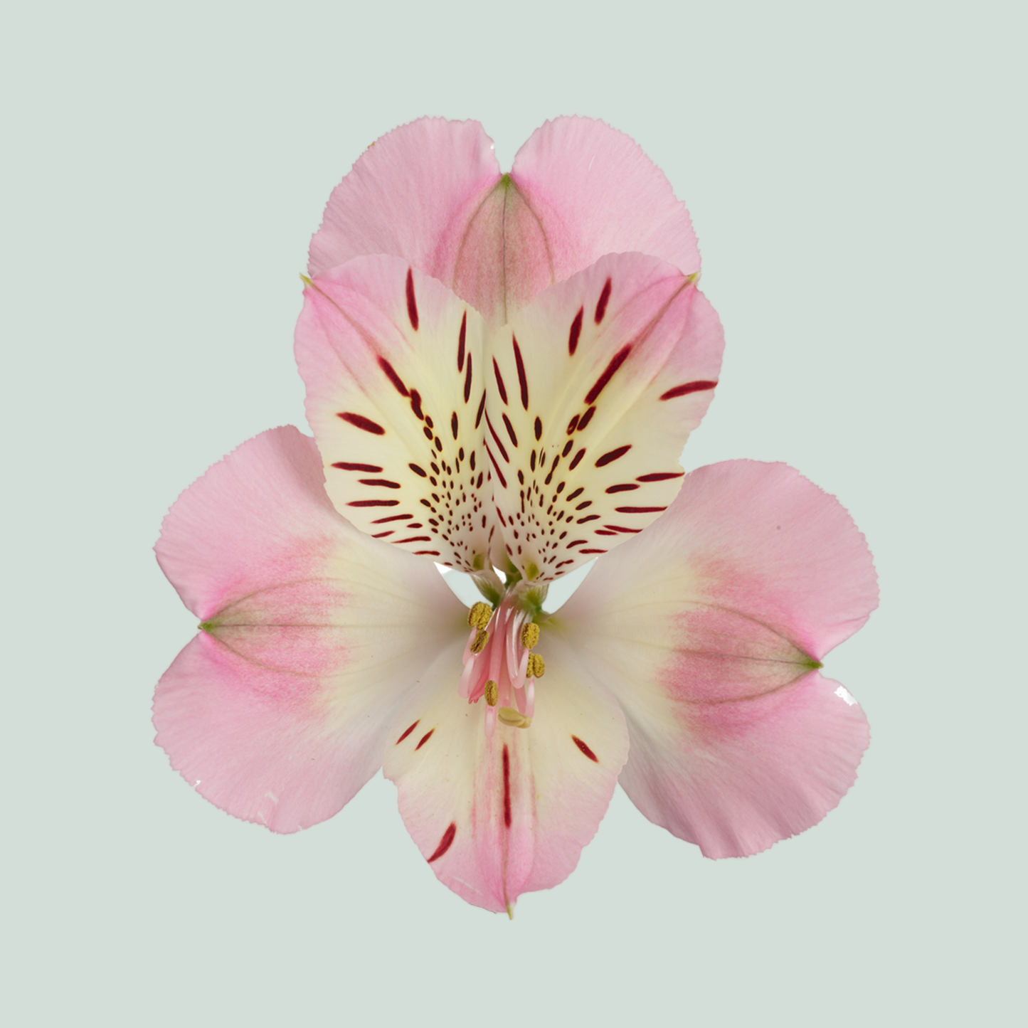 Alstroemeria Wonder Sweet (10 Stems)