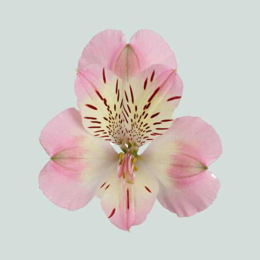 Alstroemeria Wonder Sweet (10 Stems)